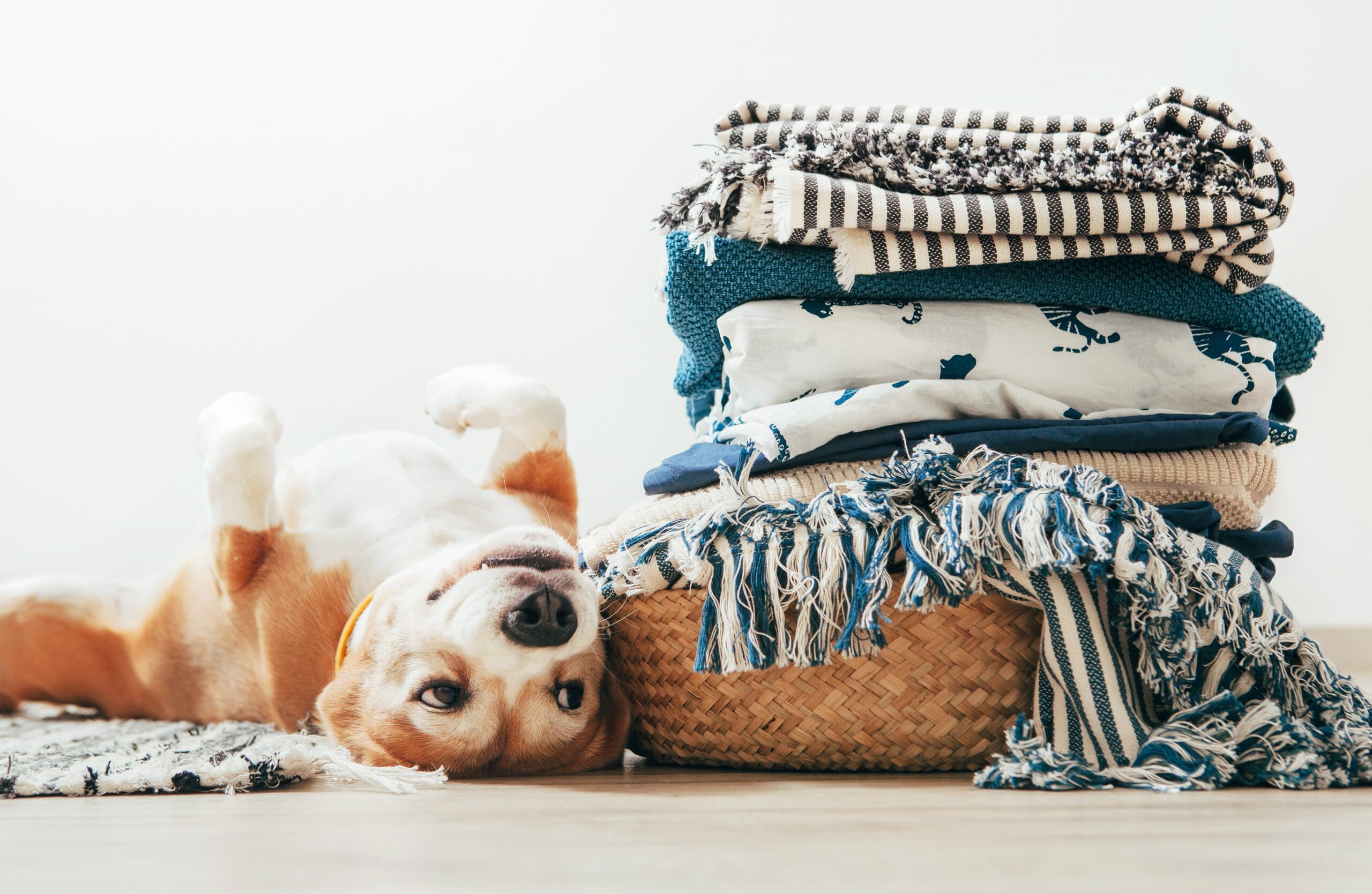 shutterstock_1157000422_cropped